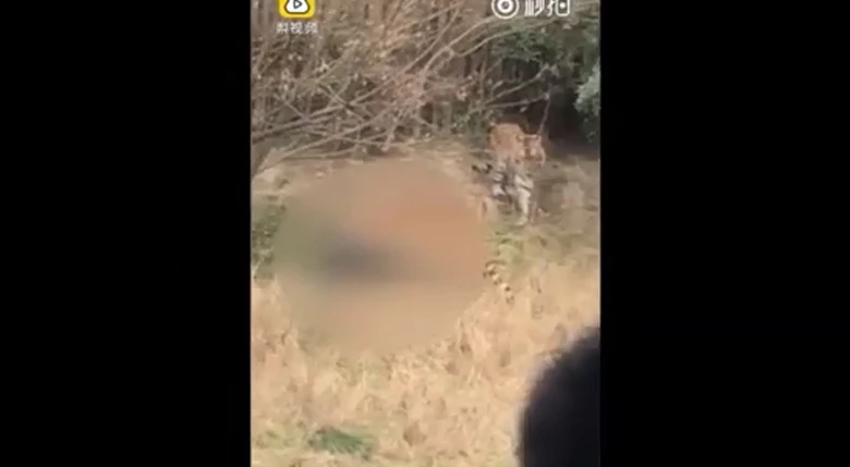 Giriş ücretini ödemek istemedi, kaplanlara yem oldu